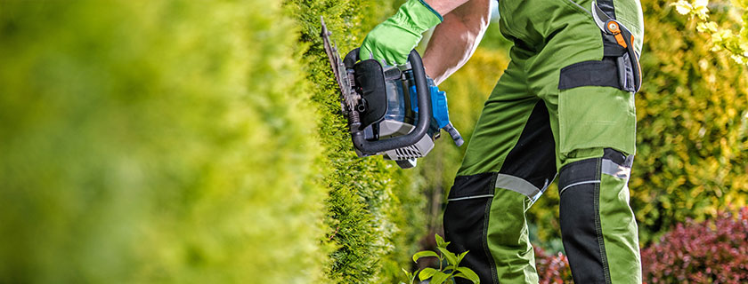 Mann der eine Hecke schneidet © Tomasz Zajda / stock.adobe.com