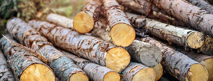 Holzstämme im Wald © Milan / stock.adobe.com